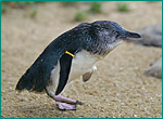 コガタペンギンの写真／長崎ペンギン水族館