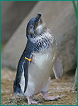 コガタペンギンの写真／長崎ペンギン水族館