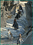 コガタペンギンの写真／葛西臨海水族園