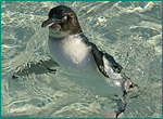 コガタペンギンの写真／葛西臨海水族園