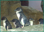 コガタペンギンの写真／八景島シーパラダイス