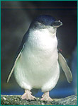 コガタペンギンの写真／八景島シーパラダイス