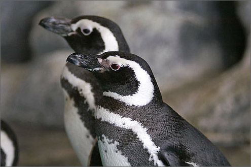 マゼランペンギンの写真／しながわ水族館