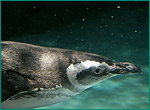 マゼランペンギンの写真／マリンピア 松島水族館