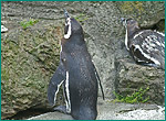マゼランペンギンの写真／加茂水族館