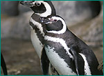 マゼランペンギンの写真／しながわ水族館