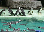マゼランペンギンの写真／上越市立水族館