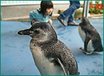 マゼランペンギンの写真／のとじま水族館