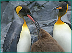 オウサマペンギンの写真／旭山動物園