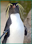 イワトビペンギンの写真／京急 油壺マリンパーク