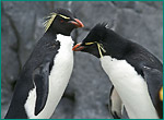 イワトビペンギンの写真／旭山動物園