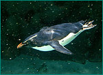 イワトビペンギンの写真／マリンピア 松島水族館