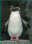 イワトビペンギンの写真／男鹿水族館 GAO