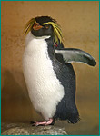 イワトビペンギンの写真／エプソン品川アクアスタジアム