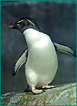 イワトビペンギンの写真／八景島シーパラダイス