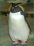 イワトビペンギンの写真／アドベンチャーワールド