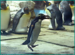 イワトビペンギンの写真／長崎ペンギン水族館