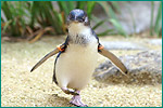 コガタペンギン（フェアリーペンギン）の写真