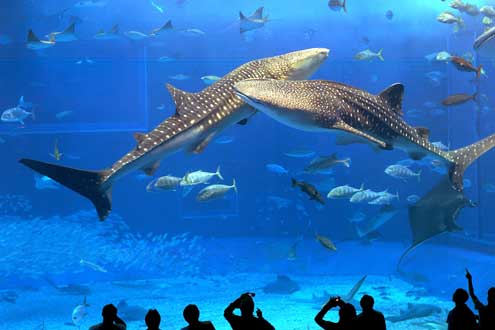 ジンベエザメの写真／沖縄美ら海水族館