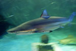 クロヘリメジロの写真／マリンピア松島水族館