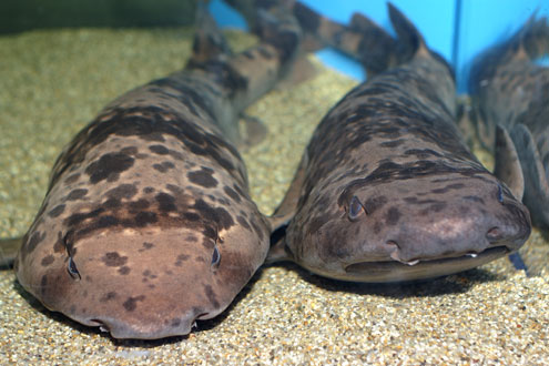 ナヌカザメの写真／碧南海浜水族館