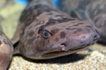 ナヌカザメの写真／碧南海浜水族館