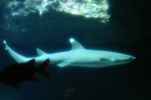 ネムリブカの写真／沖縄美ら海水族館