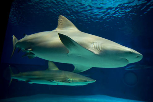 オオメジロザメの写真／沖縄美ら海水族館