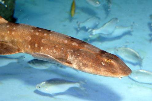 シロボシテンジクの写真／男鹿水族館 GAO