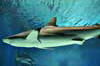 ガラパゴスザメの写真