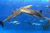 ジンベエザメの写真
