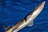 ニホンヤモリザメの写真