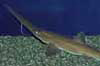 ノコギリザメの写真