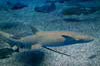 オオテンジクザメの写真